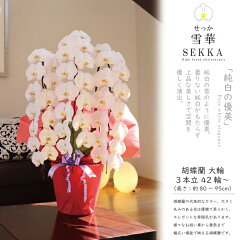 胡蝶蘭 大輪 3本立ち 42輪〜 純国産（MSD SHOP）